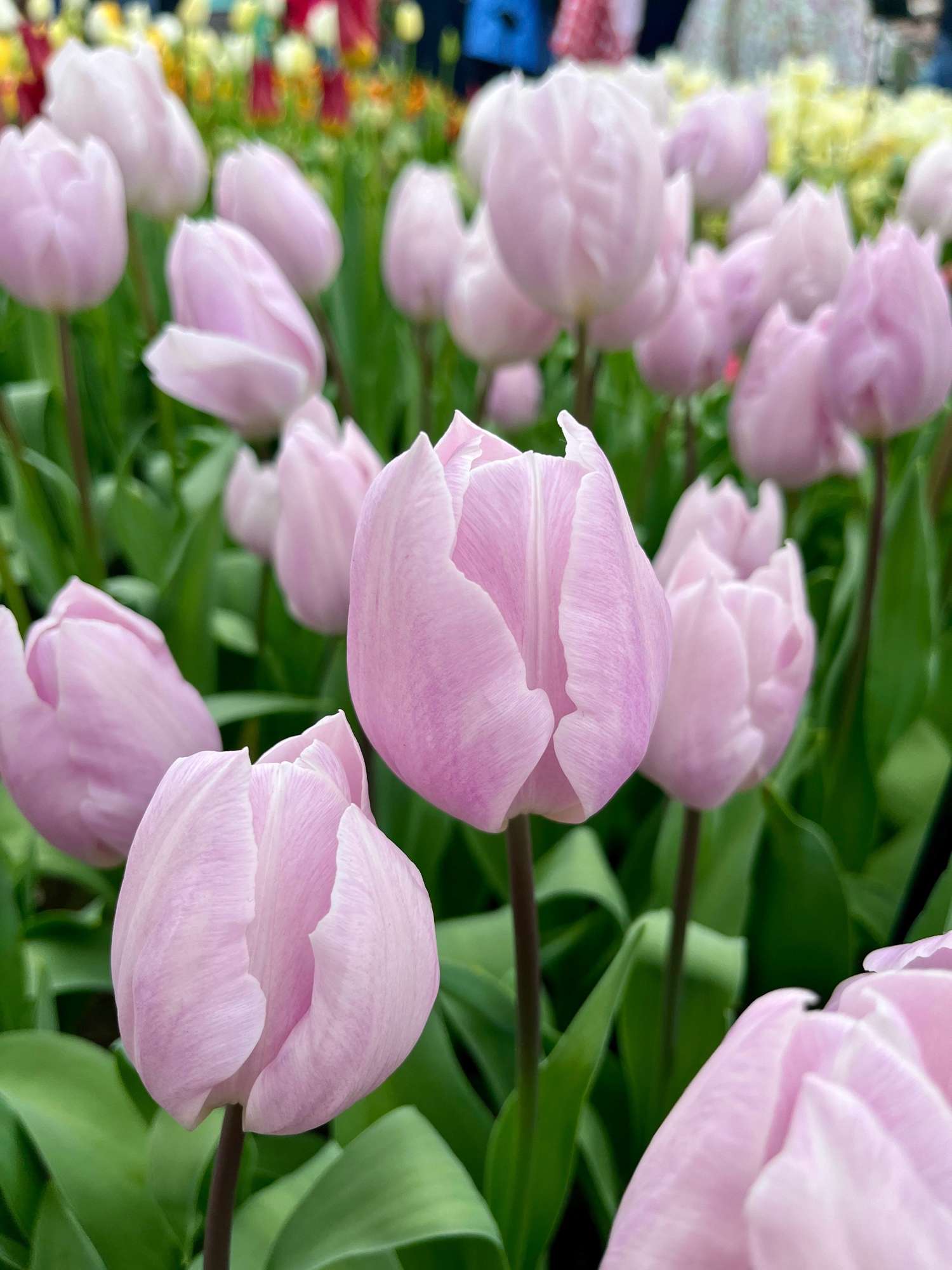 Tulppaani 'Silver Cloud'